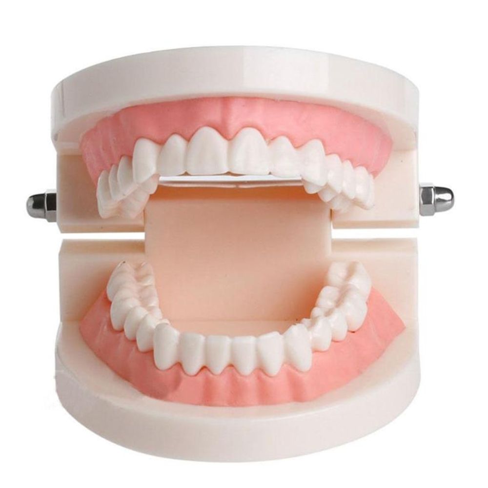 Medical Lab And Science - Lab Adult Study Typodont Demonstration Dental