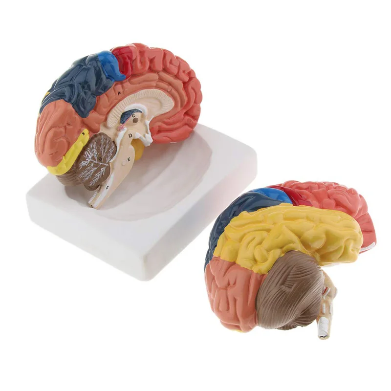 Life Size Anatomical Human Bra - Medical Lab And Science recension och pris