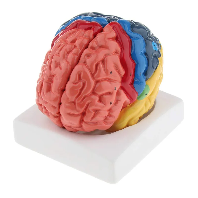 Life Size Anatomical Human Bra - Medical Lab And Science recension och pris