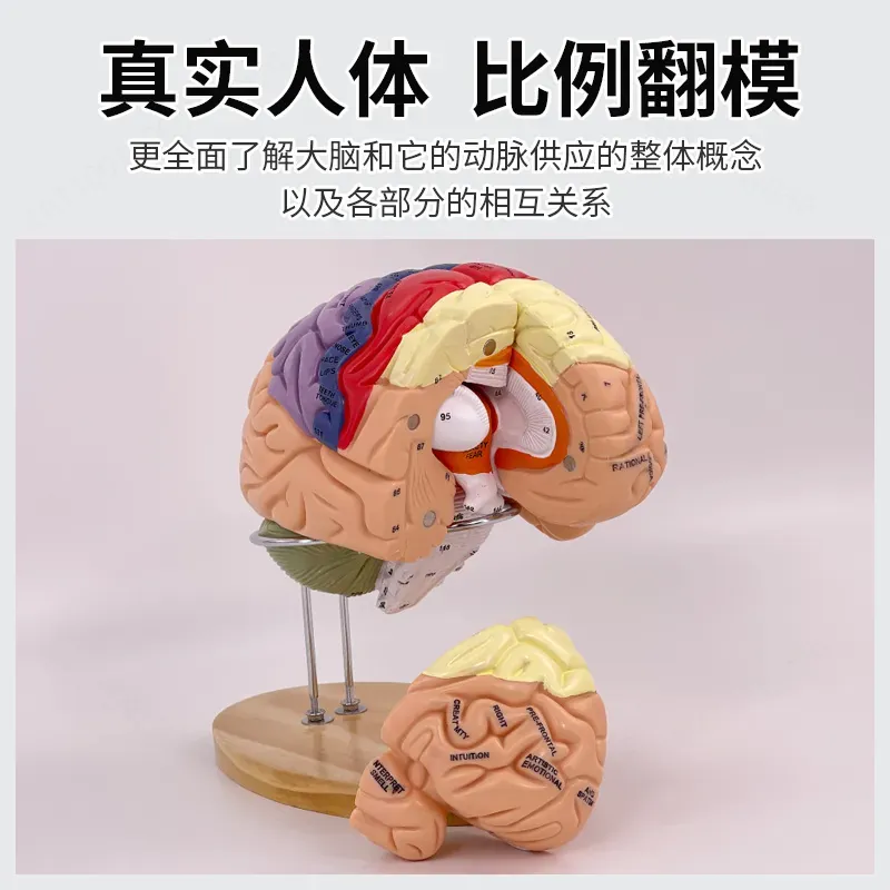 2X Zoom Deluxe Brain Model Ana - Medical Lab And Science recension och pris