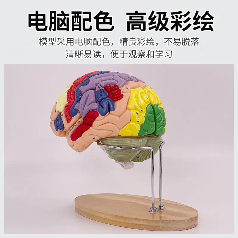 2X Zoom Deluxe Brain Model Ana - Medical Lab And Science recension och pris